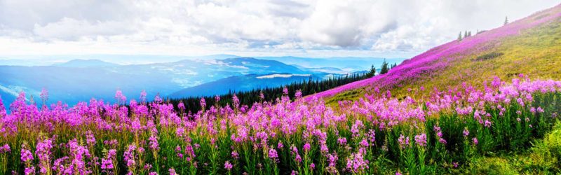 Blooming field pink flowers with mountains